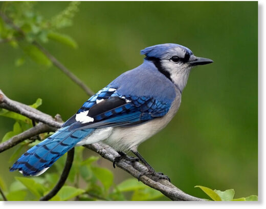 В США сотни певчих птиц умирают от загадочной болезни. Ученые в замешательстве