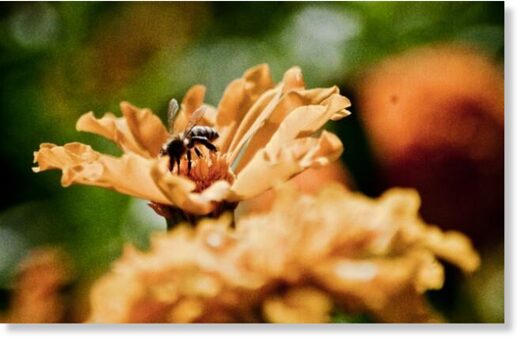 Ученый РАН объяснил странное поведение пчел в Петербурге и на Урале