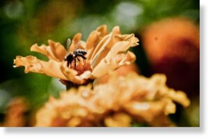 Ученый РАН объяснил странное поведение пчел в Петербурге и на Урале