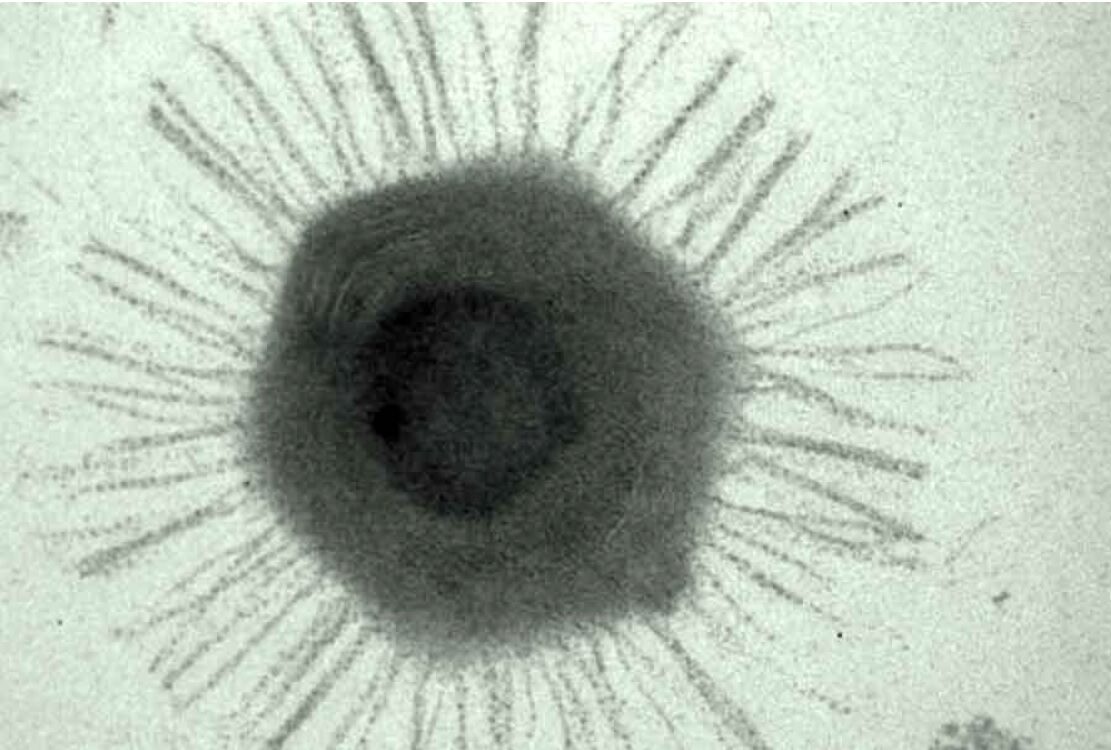 На дне Марианской впадины обнаружены огромные вирусы