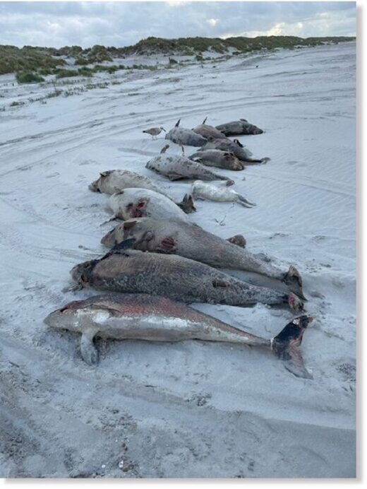 Беспрецедентное количество мертвых морских свиней выбросило на берег Вадденских островов, Нидерланды
