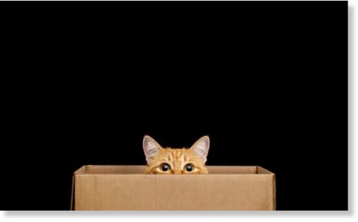 Согласно квантовой теории, кот ни мертв, ни жив, пока мы не откроем коробку и не понаблюдаем за системой. Остается загадкой, каково было бы кошке, если бы она не была ни живой, ни мертвой