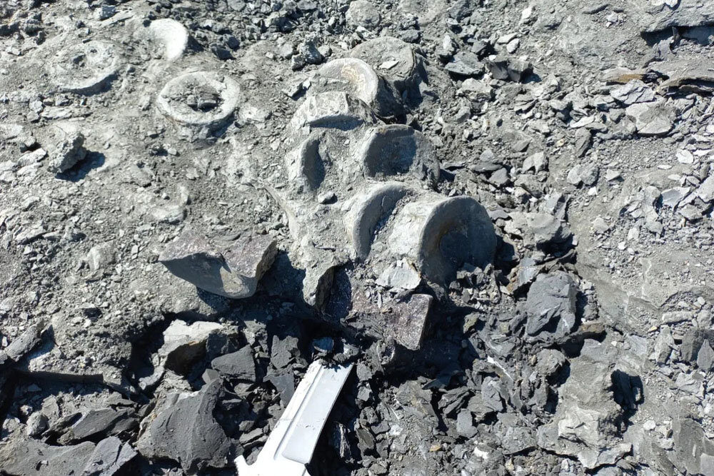 Под Ульяновском раскопали скелеты двух ихтиозавров неизвестного вида