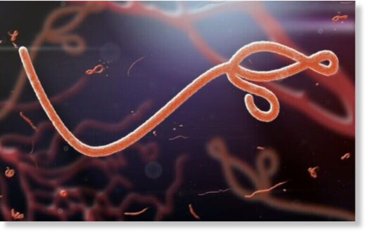 Эболавирус гораздо опаснее коронавируса, смертность от него составляет 50%