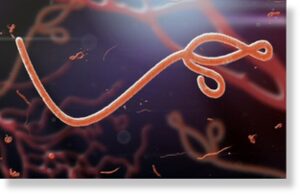 Эболавирус гораздо опаснее коронавируса, смертность от него составляет 50%