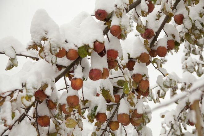 На северные части Индии обрушились ранние снегопады, пострадали яблоневые сады