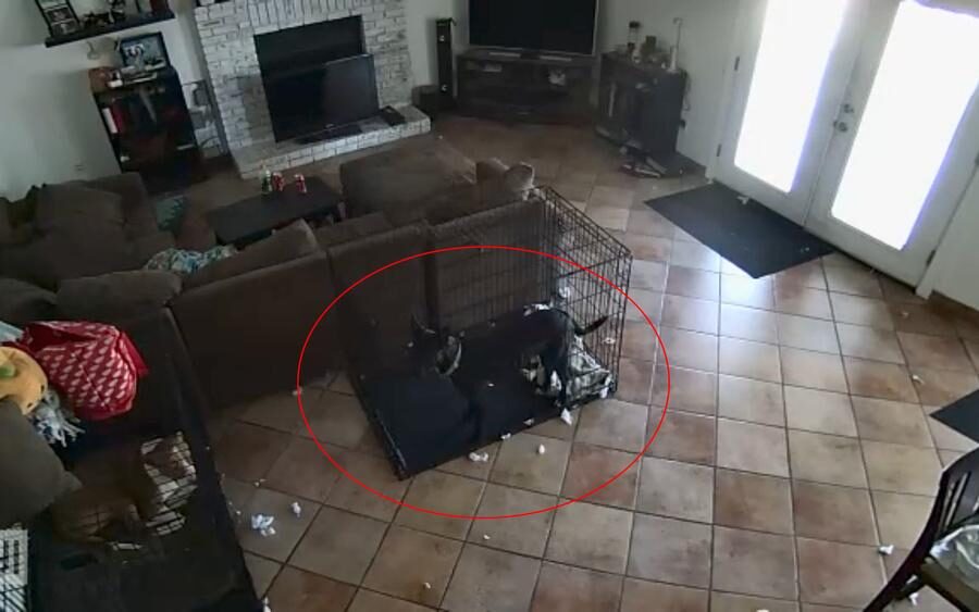 Запись с камеры, где невидимая рука снимает ошейник с пса. Что это было?
