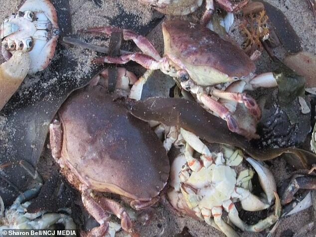 Тысячи крабов выбросило на берег Англии