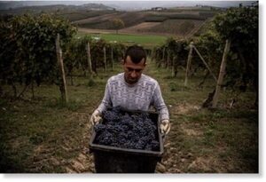 Производство вина в Италии упало на 9% после года экстремальных погодных условий