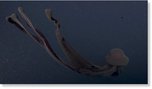 Гигантское морское чудовище заметили у побережья Калифорнии