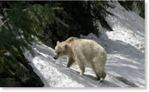 Зоологи перепутали гризли-альбиноса с белым медведем и отправили его на Северный Полюс