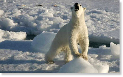 Зоологи перепутали гризли-альбиноса с белым медведем и отправили его на Северный Полюс