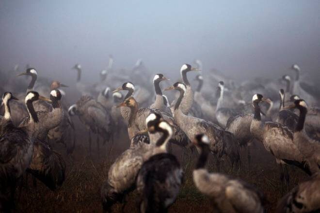 Катастрофа в дикой природе Израиля: птичий грипп убил несколько тысяч журавлей
