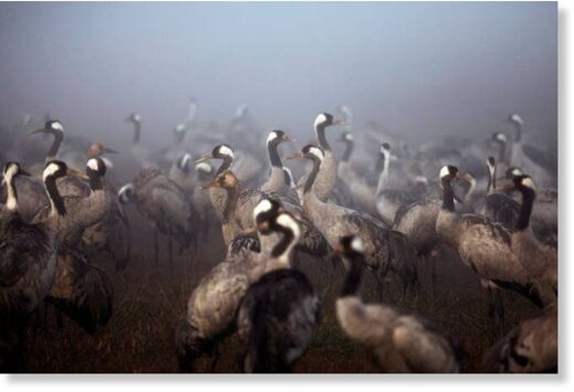 Катастрофа в дикой природе Израиля: птичий грипп убил несколько тысяч журавлей