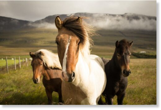 Оказалось, что у диких лошадей есть очень сложная социальная структура
