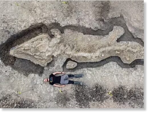 Обнаруженный гигантский ихтиозавр изумил ученых