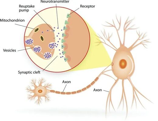 синапсы