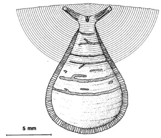 Reconstruction of Libodiscus ascites​