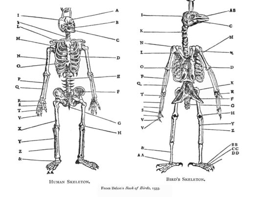 Comparison between bird and human skeleton by Pierre Bellon (1555 AD)​