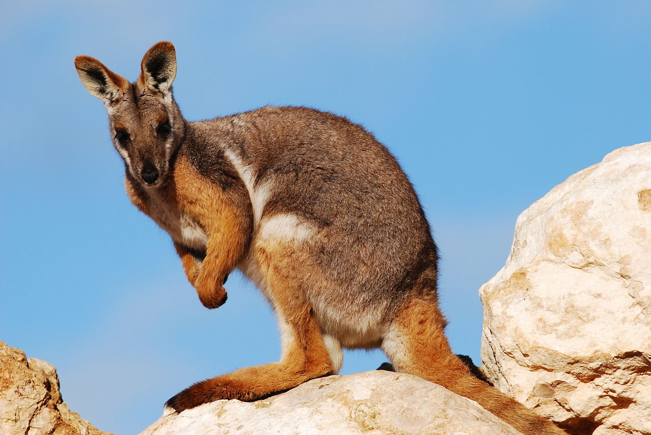 Yellow-footed rock wallaby (Petrogale xanthopus) at Monarto Zoo, Australia​
