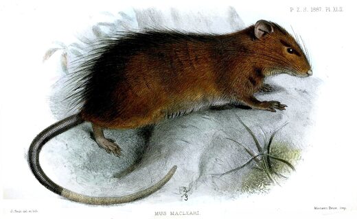 The extinct endemic Christmas Island rat (Rattus macleari)​