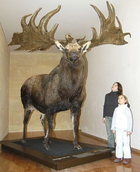 Irish giant deer (Megaloceros giganteus) reconstruction​