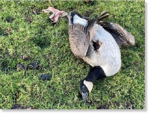 Странная шаровая молния убила дикого гуся на озере Чешир в Великобритании