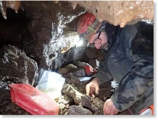 Ученых восхитили случайно найденные в пещере остатки мамонта
