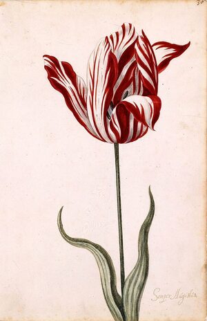 Gouache before 1640 - effect of Tulip breaking virus: streaks of white in its red petals​