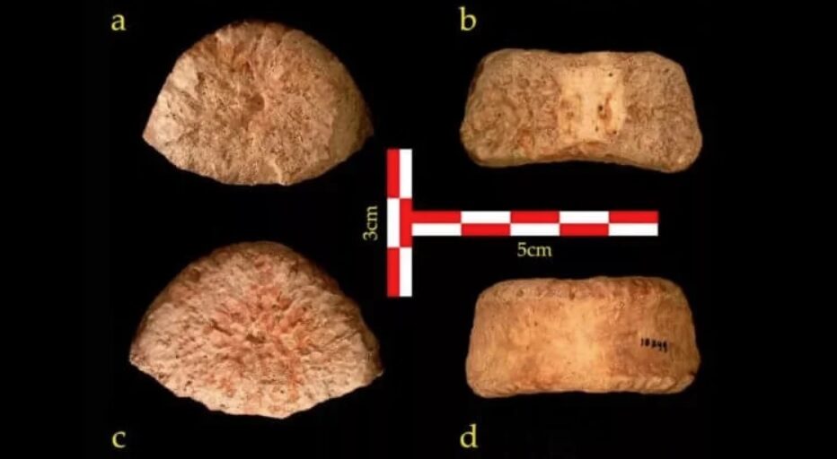 Окаменелость кости позвонка, которая предположительно принадлежит древнему виду человека