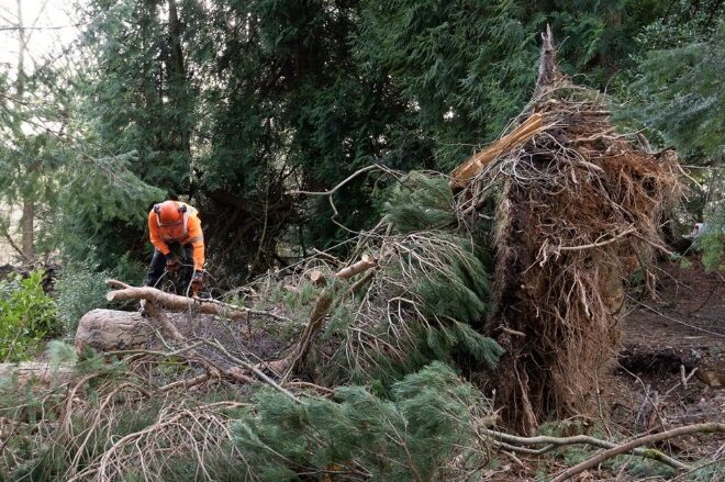 Зимние штормы уничтожили в Великобритании более 8 млн деревьев