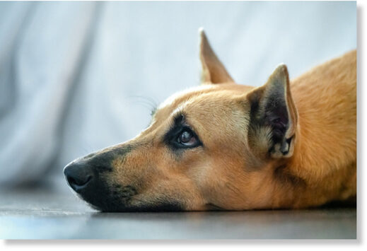 Ученые выяснили, как домашние собаки скорбят о смерти своих друзей