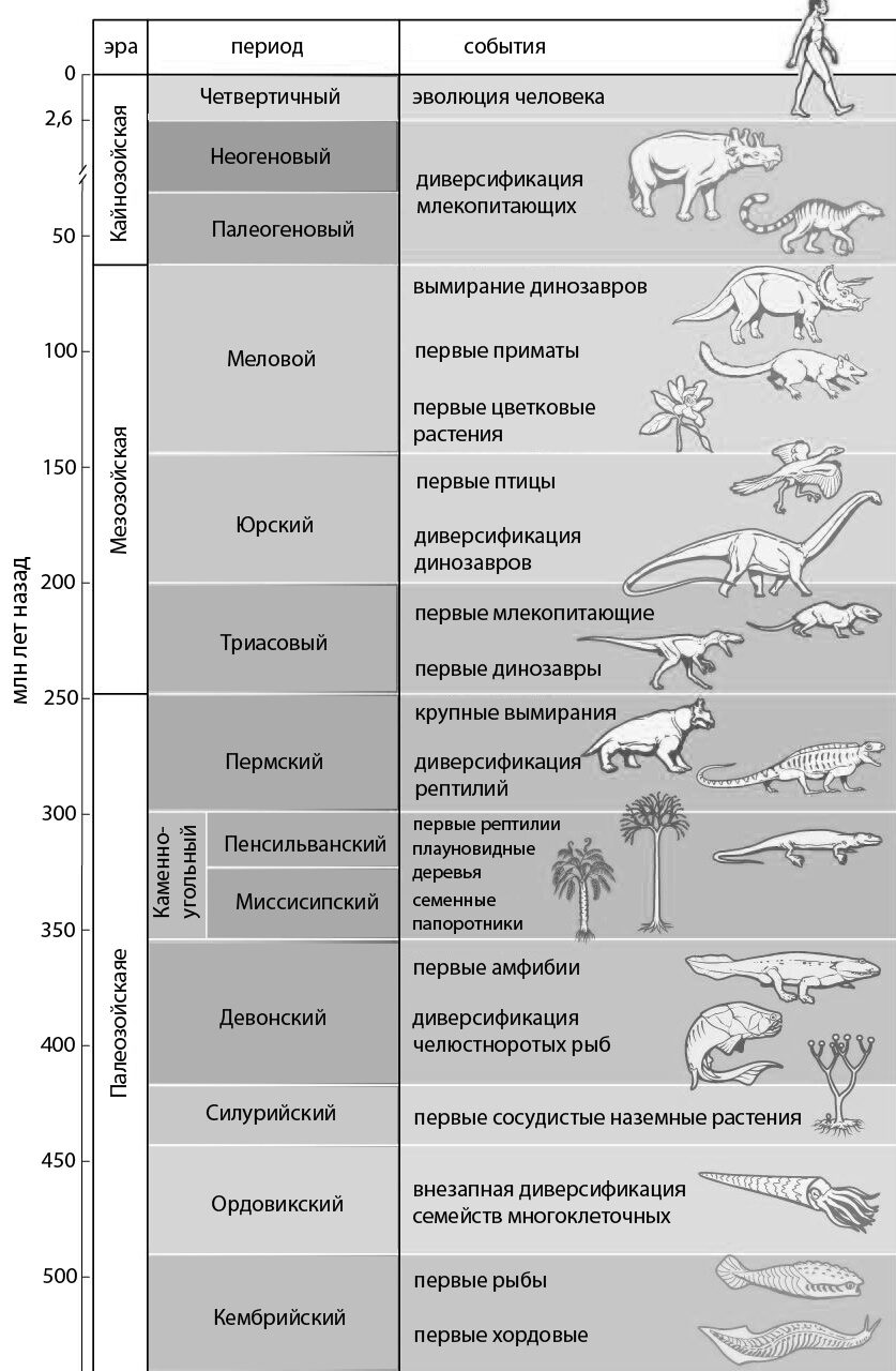 Each geologic period since the Cambrian with its characteristic life forms​