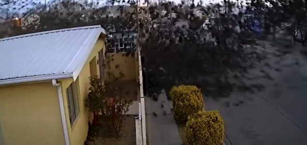 Мексика: Стая птиц врезалась в землю