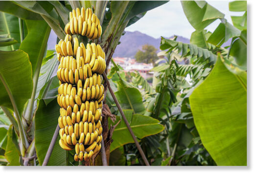 Банановый бунт: в Эквадоре фермеры заваливают автотрассы не отправленными в Россию бананами
