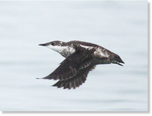 Морские птицы гибнут сотнями в западной части Ньюфаундленда, Канада