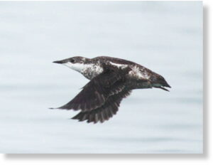 Морские птицы гибнут сотнями в западной части Ньюфаундленда, Канада