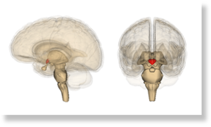 Гипоталамус в мозге человека