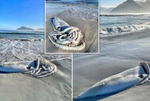 В Южной Африке на берег выбросило гигантского кальмара