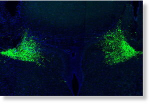 Нейроны парного голубого пятна, которые служат основным источником норадреналина в мозге (окрашены зелёным)
