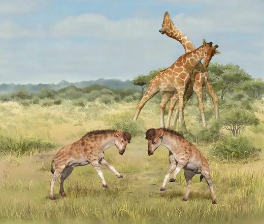 Визуализация давнего предка жирафа