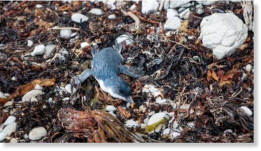 Мертвых пингвинов продолжает сотнями выбрасывать на пляжи Новой Зеландии
