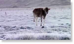 В Перу из-за аномальных холодов замерзает скот
