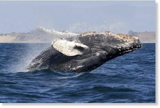 Слышали про пение китов? Оказывается, это полноценная часть «культурного обмена»