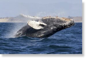 Слышали про пение китов? Оказывается, это полноценная часть «культурного обмена»