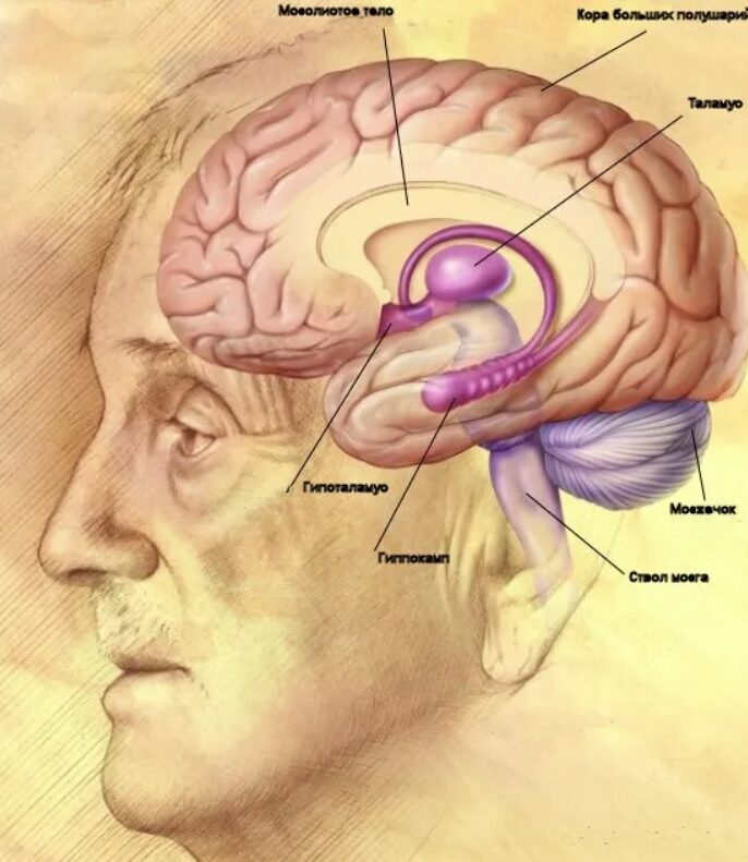 Мозг человека. Префронтальная кора находится в лобной доле, гиппокамп (выделен розовым) - в самом центре картинки