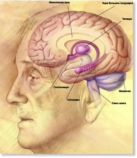 Мозг человека. Префронтальная кора находится в лобной доле, гиппокамп (выделен розовым) - в самом центре картинки