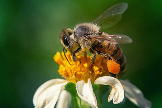 Массовой гибелью пчел в Новосибирской области заинтересовались надзорные ведомства. Возможных отравителей уже проверяет Россельхознадзор