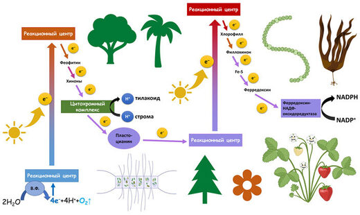 Комбинированная фотосистема цианобактерий