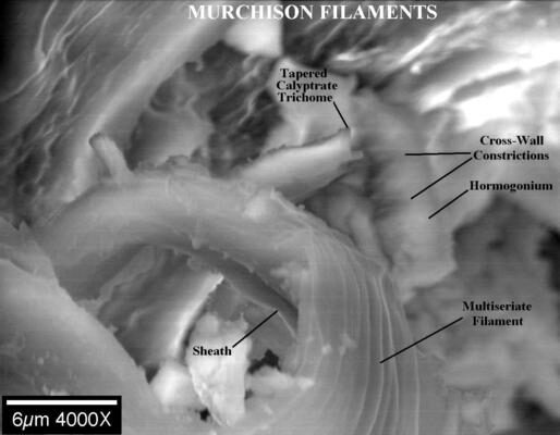 NASA/MSFC Fossilized cyanobacterial filaments in the Murchison meteorite​